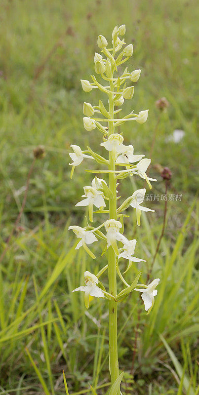 大蝴蝶兰(Platanthera chlorantha)